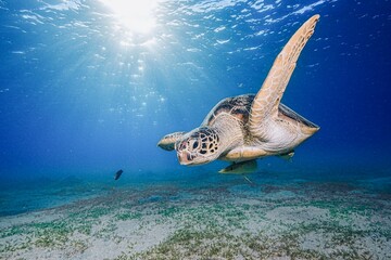 Green Sea Turtle (Chelonia mydas)