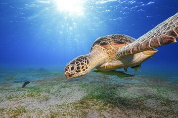 Green Sea Turtle (Chelonia mydas)