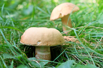 A close-up of a single wild mushroom growing in lush green grass, captured in natural light