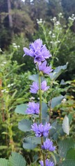 Bellflowers Blooming in Forest Landscape