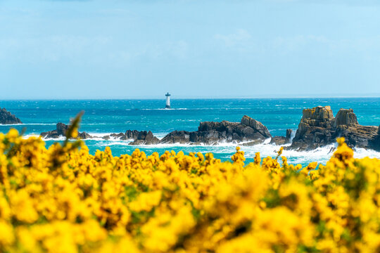 Paysage marin avec ajoncs en fleurs