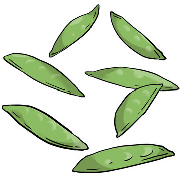 さやえんどうのイラスト