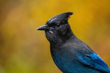 Stellar's Jay