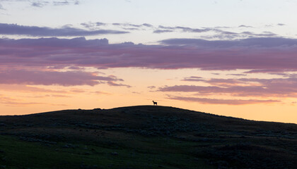 Elk Silhouette, Dawn