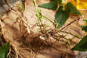Fresh stinging nettle root harvested in autumn