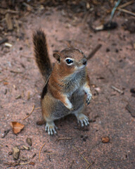 Chipmunk