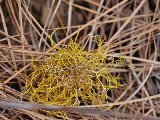 Flechte im Stroh auf La Gomera