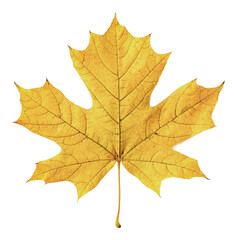 Obraz premium PNG Yellow maple leaf in autumn sunlight