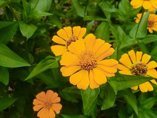 Yellow graceful zinnia flowers bloom perfectly