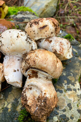Variety of mushrooms along a woodland path, National park of Sierra de Las Nieves, Andalusia, Spain