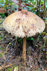 Variety of mushrooms along a woodland path, National park of Sierra de Las Nieves, Andalusia, Spain