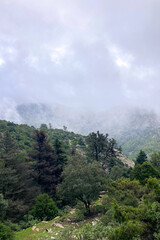 Panoramic view on pinewood from hiking trail to Pinsapo de las Escaleretas, National park of Sierra de Las Nieves, Spain