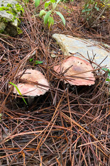 Variety of mushrooms along a woodland path, National park of Sierra de Las Nieves, Andalusia, Spain