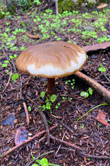 Variety of mushrooms along a woodland path, National park of Sierra de Las Nieves, Andalusia, Spain