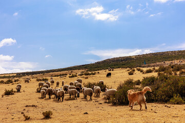 Obraz premium Andean landscape in the stone forest of Pampachiri in Andahuaylas, Peru.