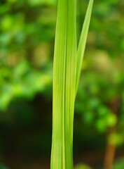 Green sugarcane leaf on a beautiful green blurred background 