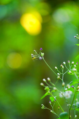 Cyanthillium cinereum flowers with hanging spider on a beautiful green blurred bokeh background 