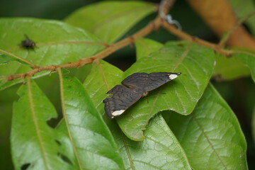 butterfly on leaf