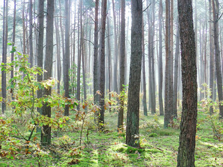 Obraz premium autumn cloudy day in the forest with tall trees and fog in the background