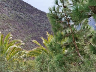 Wanderung im Nationalpark Garanojay La Gomera