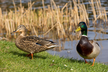 there are wild ducks on the shore of the lake in the summer season