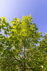 the green foliage of a tulip tree in sunny weather