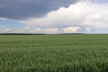 a field with unripe wheat before a thunderstorm