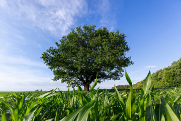 a lonely old oak tree in a field with tall green corn