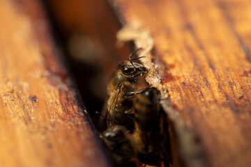 a bee hive with honey bees in sunny weather in summer
