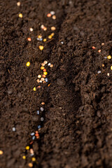 seeds of several varieties of radishes sown in fertile soil