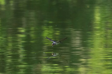 barn swallow in flight