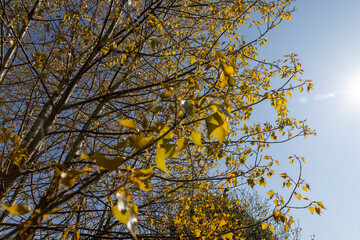 beautiful foliage of trees in spring against a blue sky background
