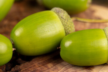 details of green immature oak acorns in close-up