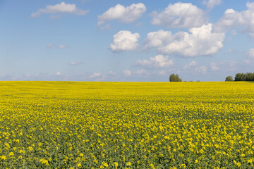 Obraz premium a monocultural field with rapeseed that begins to bloom