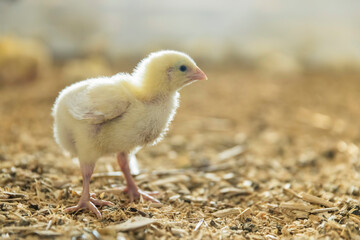 small chickens with yellow fluff in the large hall of the poultry farm