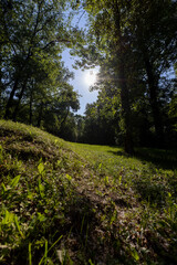 the sun shines through the green foliage of the trees in spring