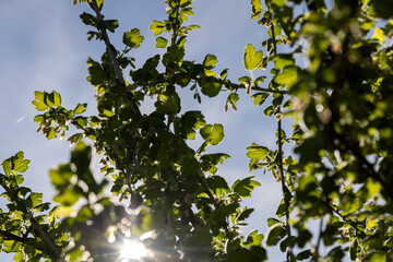 growing edible gooseberry berries in rural areas