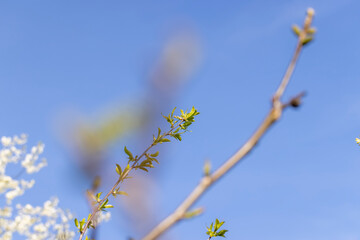 sunny weather in an orchard with walnuts