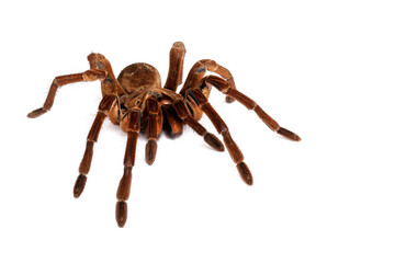 Goliath Birdeater Tarantual (Theraphosa blondi) against a white background.