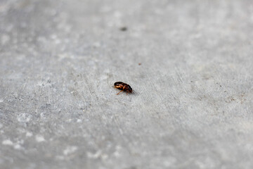 termites crawling on the cement floor