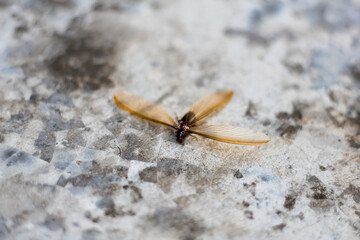 dead termites lying on the cement floor
