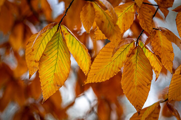 Beautiful Fall Leaves