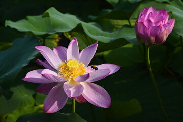 Blooming lotus flowers in the park