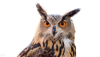 Obraz premium a Owl bird isolated white