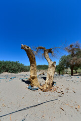 Populus euphratica trees in the desert