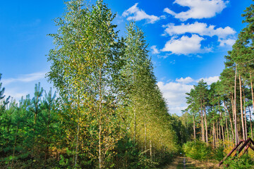 Obraz premium forest road in the setting autumn sun against the blue sky