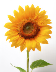 Fototapeta premium Fresh Sunflower flower isolated white