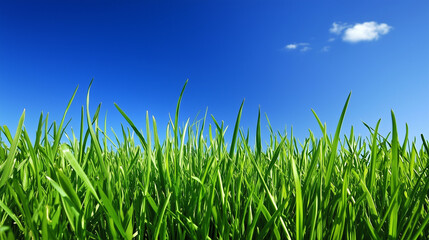 Obraz premium Close-up of grass in front of blue sky.Copy space.