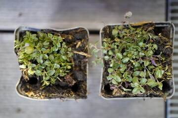 potted wild thyme (Thymus serpyllum) on wooden background