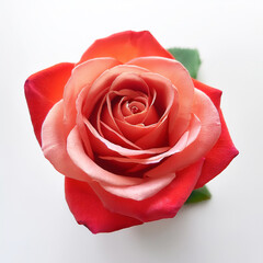Fresh Rose flower isolated white